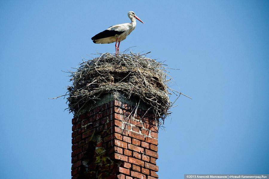 «Приезжайте позже»: территория переданной РПЦ кирхи в Романово превратилась в поселковую свалку