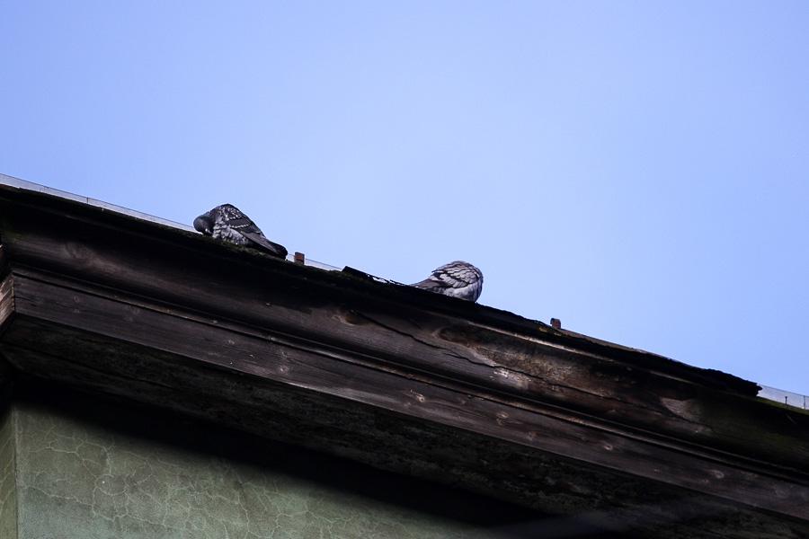 «Мы обиваем пороги, а толку нет!»: власти не спешат ремонтировать сгоревшие дома в Советске