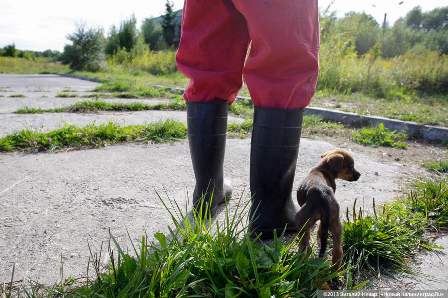 Естественный отбор: что творится за забором Службы защиты животных (фото)