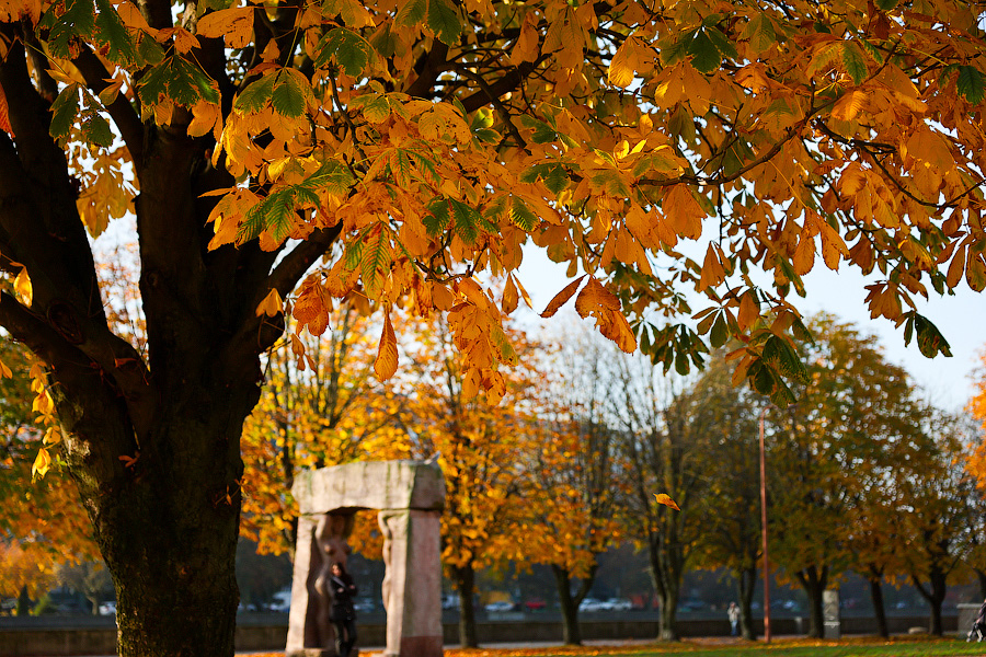 Время тыквы: как в Калининграде проходит необычная осень (фото)