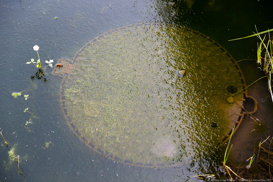 Дорожка для водного велосипеда: как тонут окрестности стадиона в Калининграде