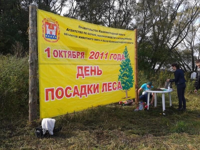 «Елки-палки»: фоторепортаж «Нового Калининграда.Ru»