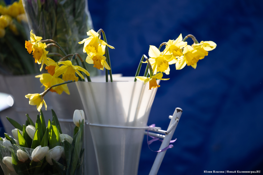 Мимозно-тюльпанный ажиотаж: Калининград накрыла традиционная цветочная лихорадка (фото)