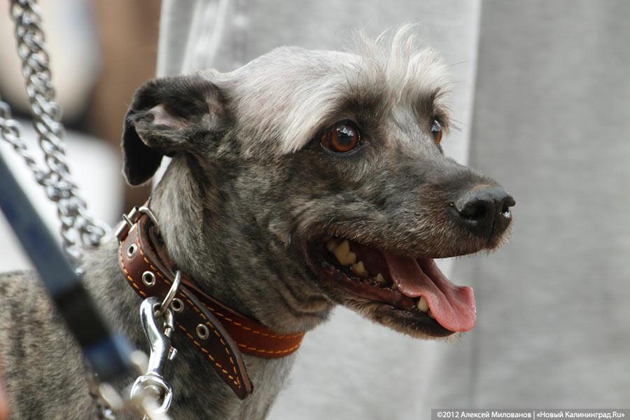 «Чистокровные двортерьеры»: фоторепортаж с выставки собак «Дворянское собрание»