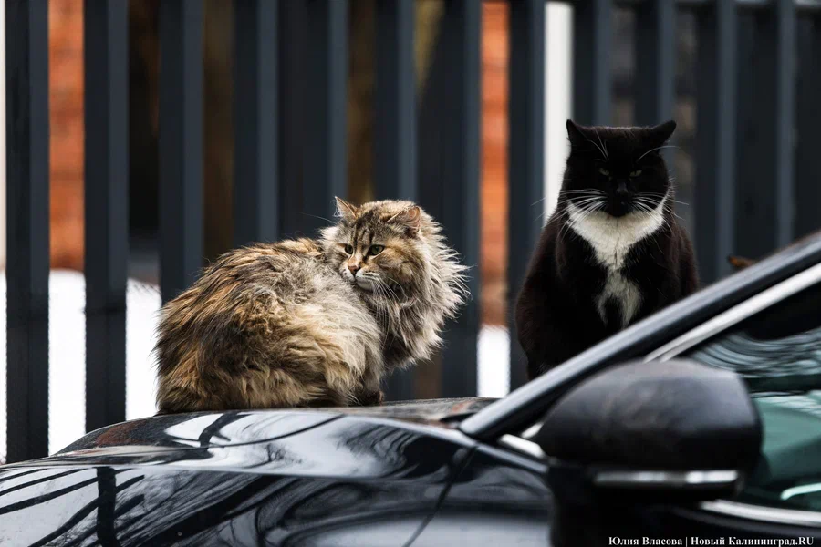 +17°C и дождь: погода в Калининградской области 5 апреля