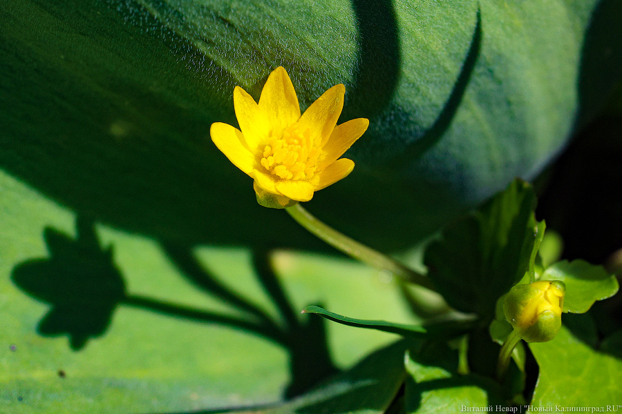 Тот, кто любит цветы: в Калининграде цветёт Ботанический сад (фото)