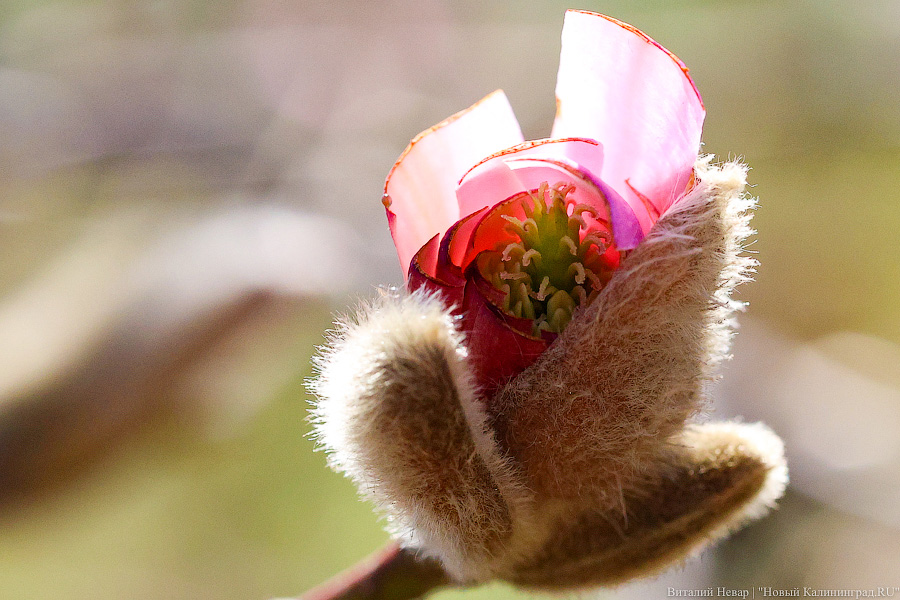 Тот, кто любит цветы: в Калининграде цветёт Ботанический сад (фото)