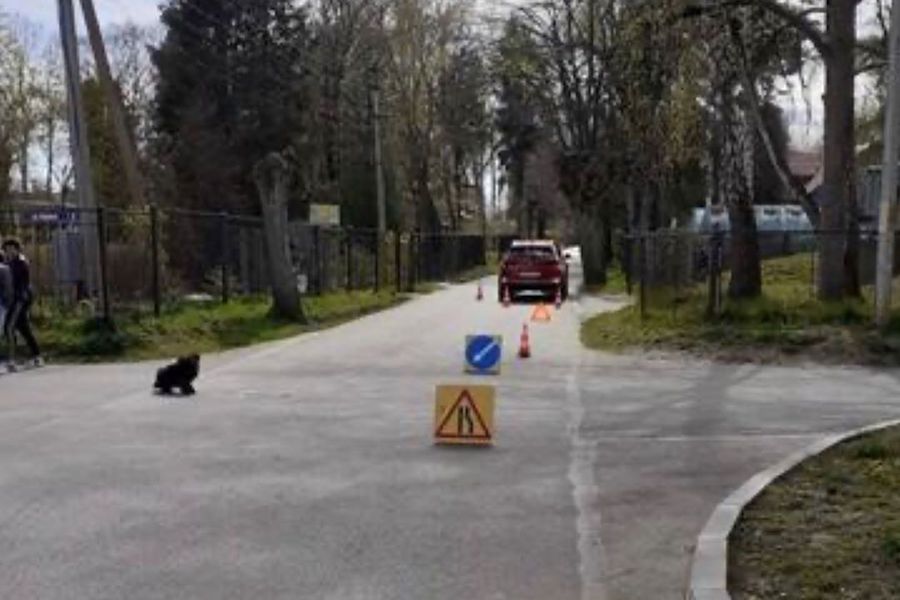 В Светлогорске Kia сбила велосипедиста