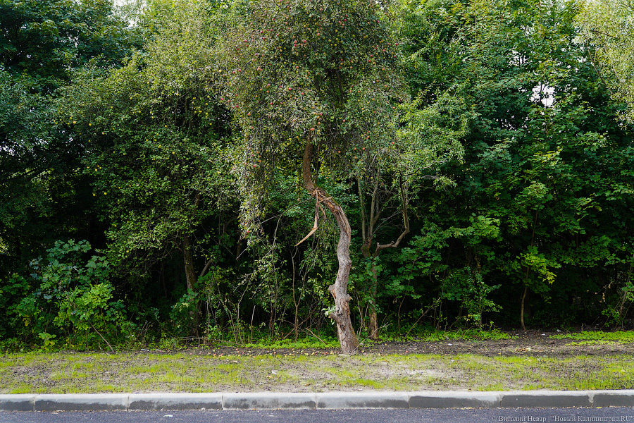 Объехать «горлышко»: в Калининграде пустили движение по ул. Дачной (фото)