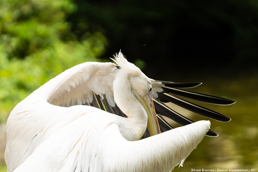 Вольные птицы: в зоопарке Калининграда пернатых выпустили в водоемы (фото)