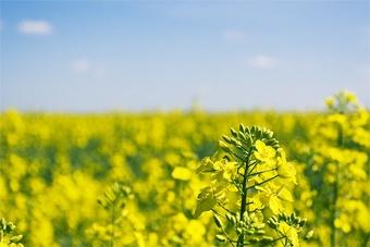 Эксперт: три года у нас вымерзает рапс, и три года мы его упорно сеем!