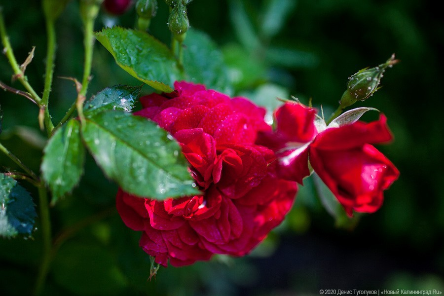 Розовое цветение: Ботанический сад открылся для посетителей (фото)