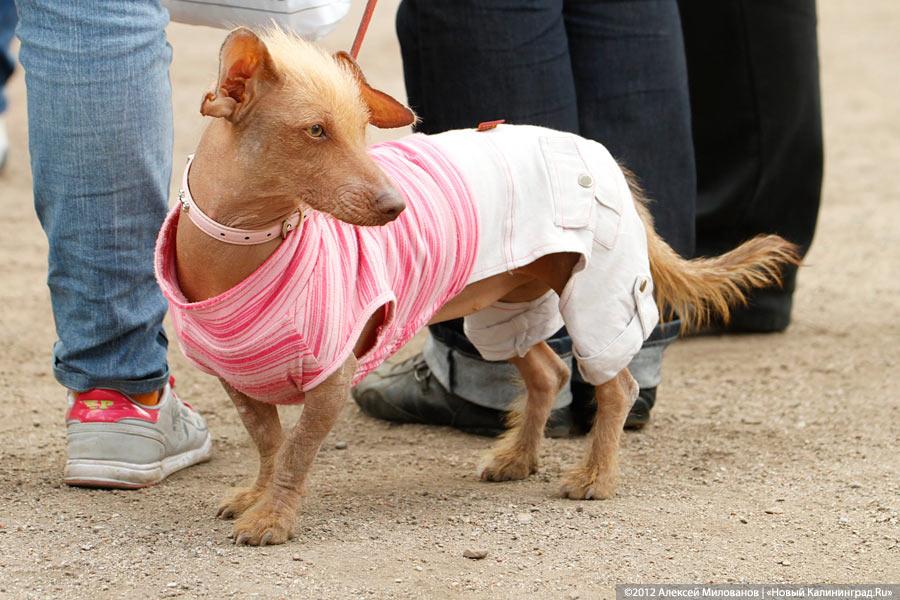«Чистокровные двортерьеры»: фоторепортаж с выставки собак «Дворянское собрание»