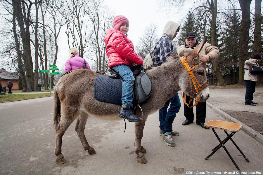 Ишь ты, Масленица!: как в зоопарке отмечали приход весны