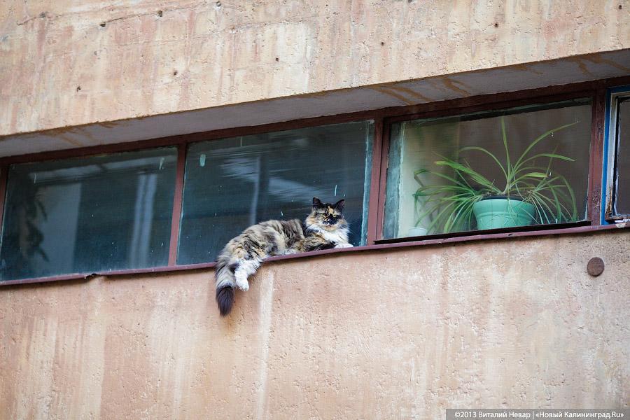За одним столом сидели: впервые «Большой обед» в Калининграде