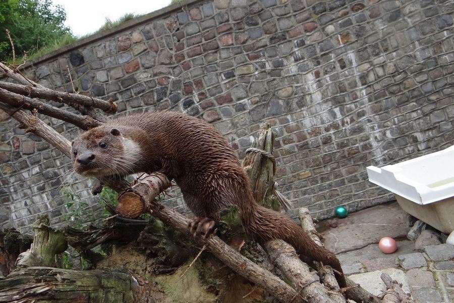 В зоопарке рассказали о новом вольере для выдры Карибо