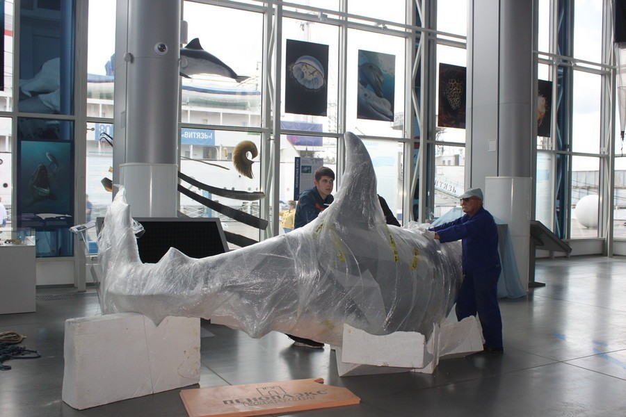 Идеальный морской убийца: в Музей Мирового океана привезли муляж белой акулы