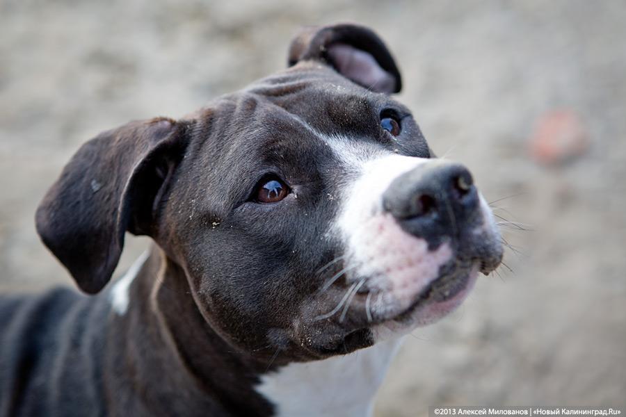 Куратор передержки для бездомных животных: «Они становятся как родные»