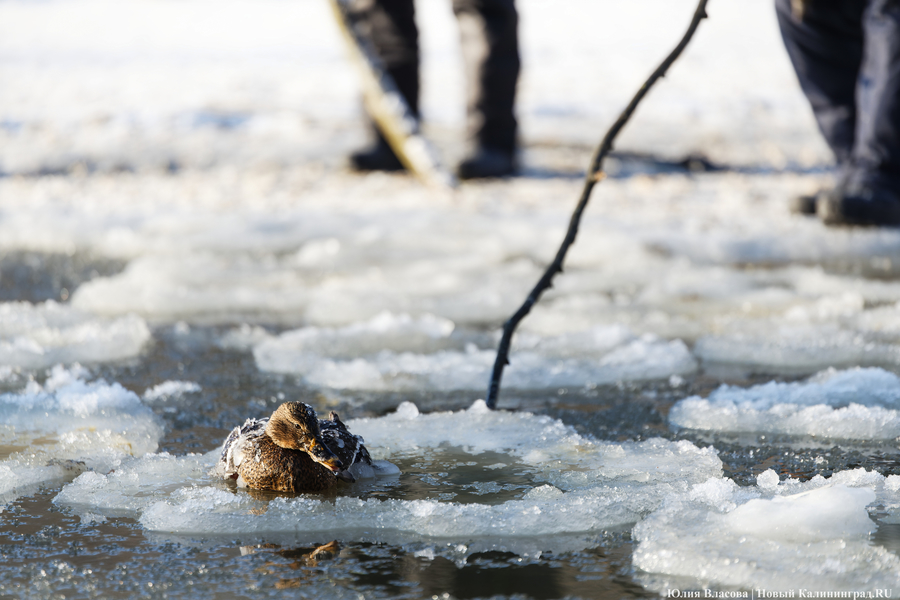 Ледяной плен: в парке Зеленоградска спасают замерзающих уток (фото)