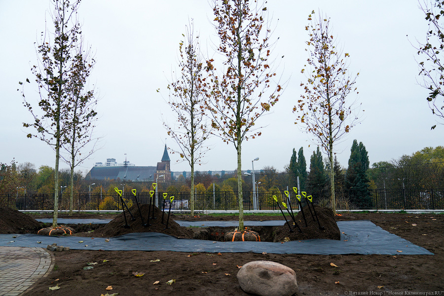 «Платанические» отношения: чиновники и бизнесмены посадили аллею у Дома Советов (фото)