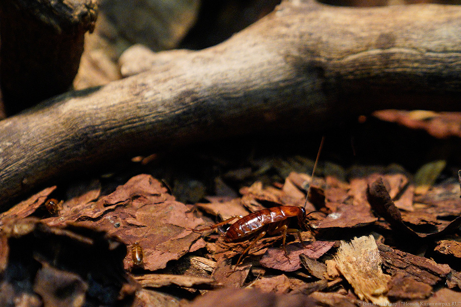 Жаба, гадюка и другие: в зоопарке открылся террариум после ремонта (фото)