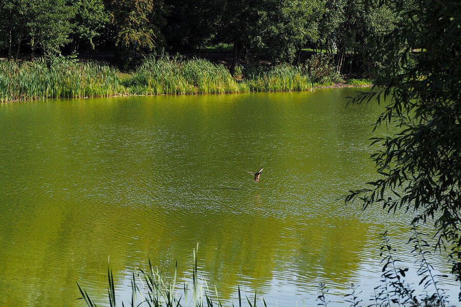 Водолазы нашли тело погибшего пассажира частного вертолета Robinsson, упавшего в озеро