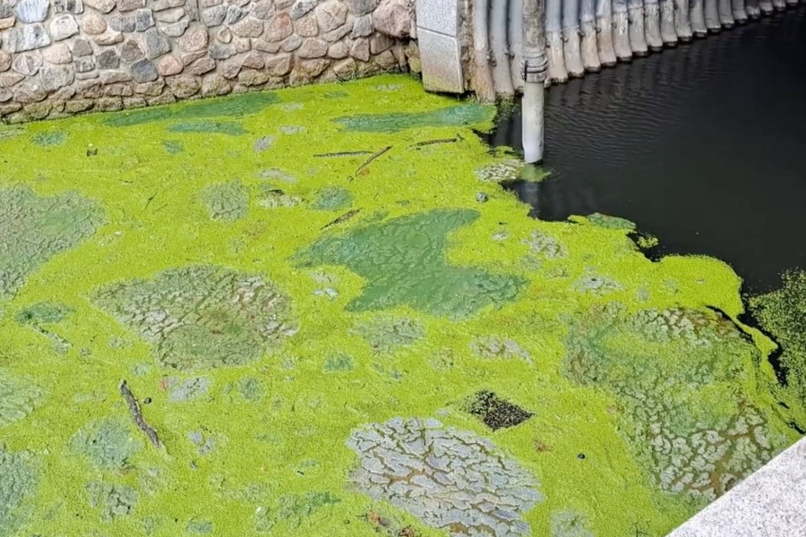 Верхнее озеро проверяют на незаконные стоки и дважды в неделю очищают от водорослей