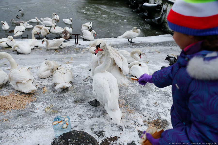 Лебеди на замерзающих водоёмах: всё, что нужно знать о спасении птиц зимой
