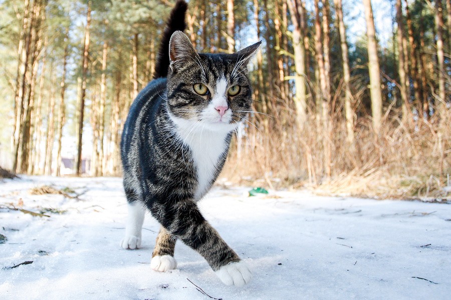 Опубликован список самых популярных у россиян пород кошек