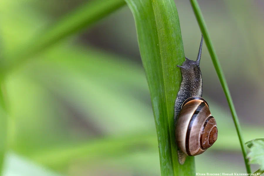Погода в Калининградской области 17 июля