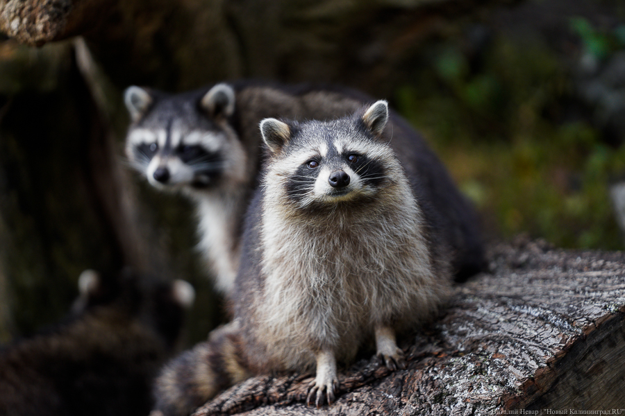 Калининградский зоопарк закрылся из-за приближающегося шторма