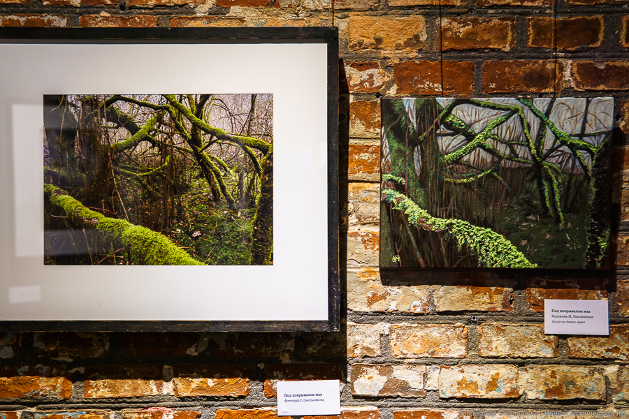 «О чем молчат деревья»: в Воротах открылась выставка, воспевающая придорожные аллеи (фото)