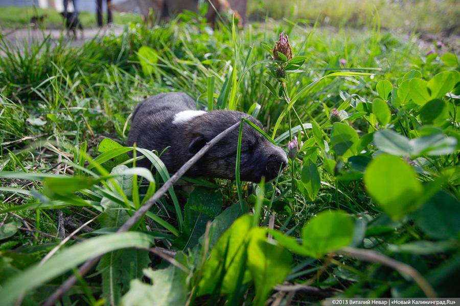 Естественный отбор: что творится за забором Службы защиты животных (фото)