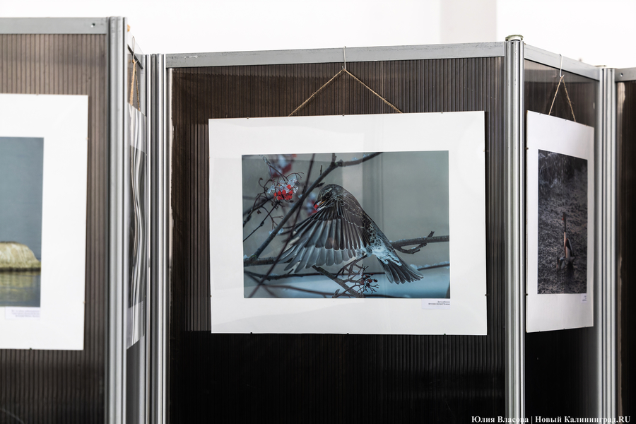 И пух, и перья: как в Калининградском зоопарке отметили День птиц (фото)