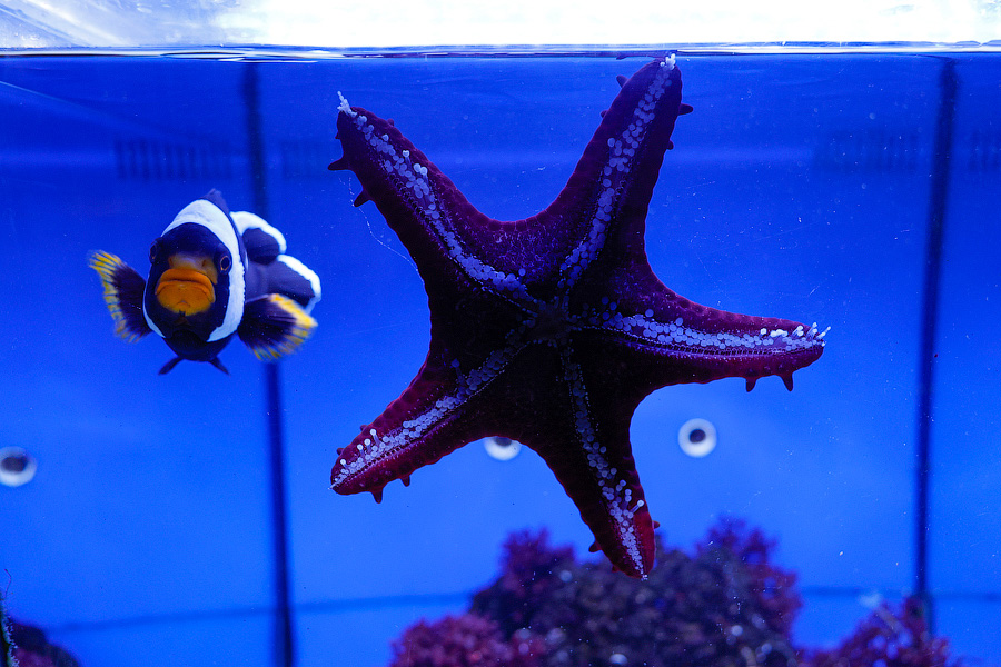 Baby Shark: в Музее Мирового океана родились «акулята-котята» (фото)
