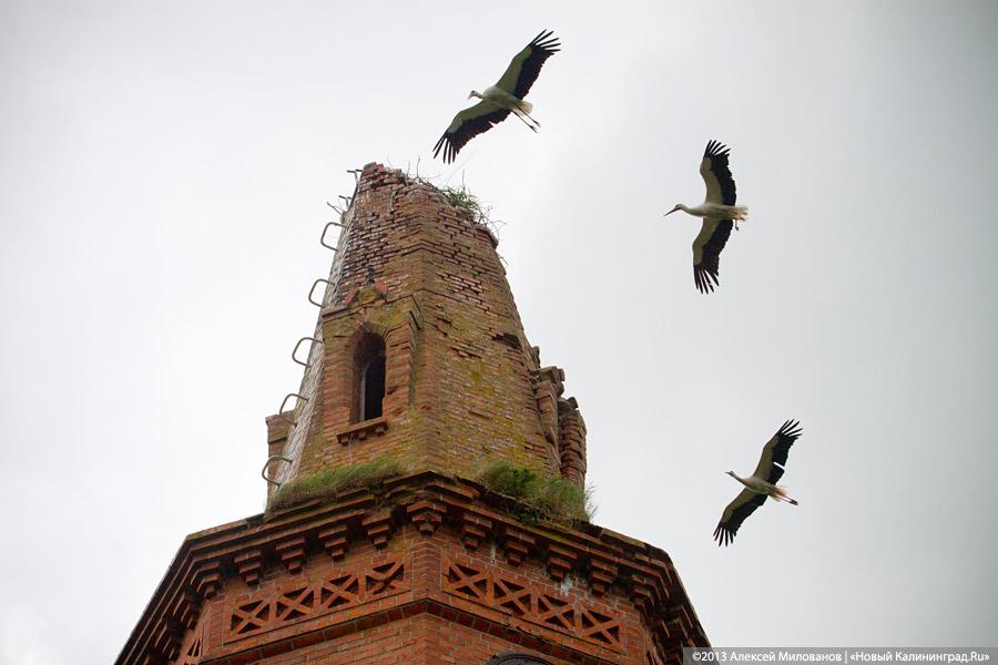 «Если вас это так волнует...»: у руин кирхи в Чехово раскопано немецкое кладбище