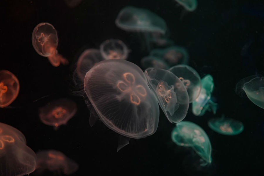 Биолог призвал калининградцев не трогать ушастых медуз