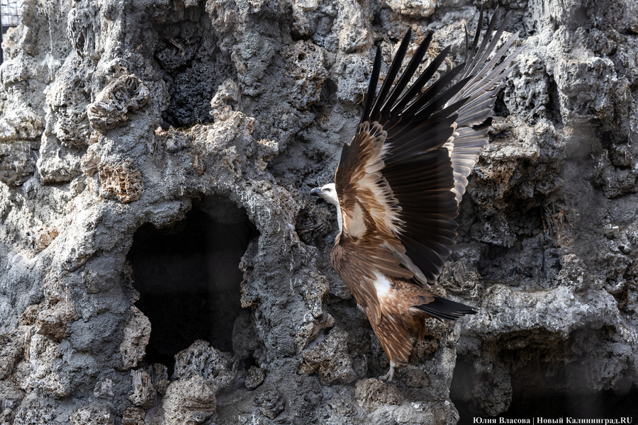 И пух, и перья: как в Калининградском зоопарке отметили День птиц (фото)