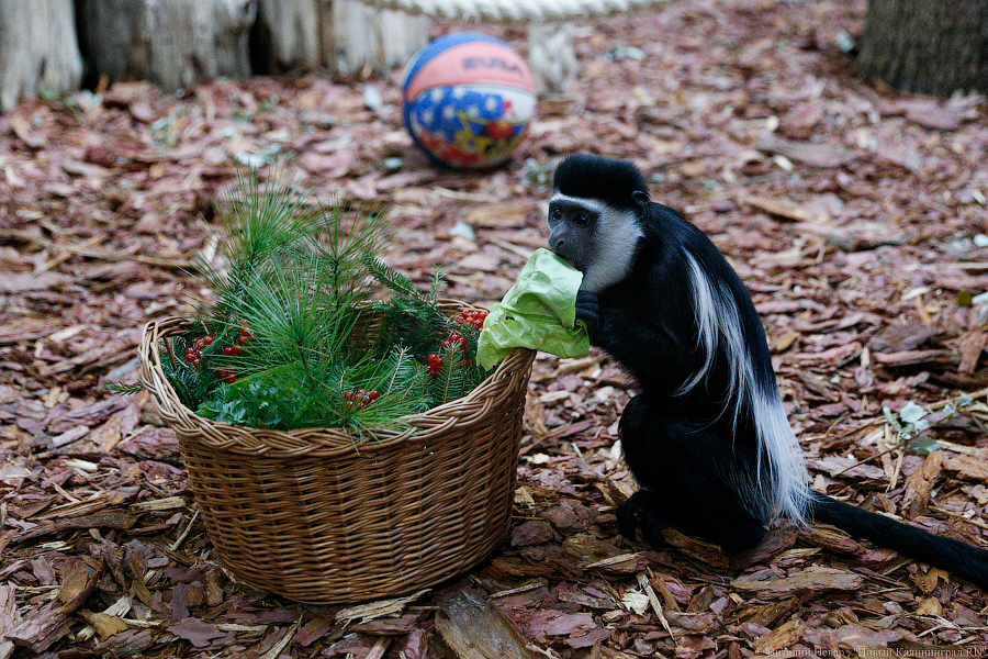 Подарки для зверей: как животных в зоопарке с Новым Годом поздравляли (фото)