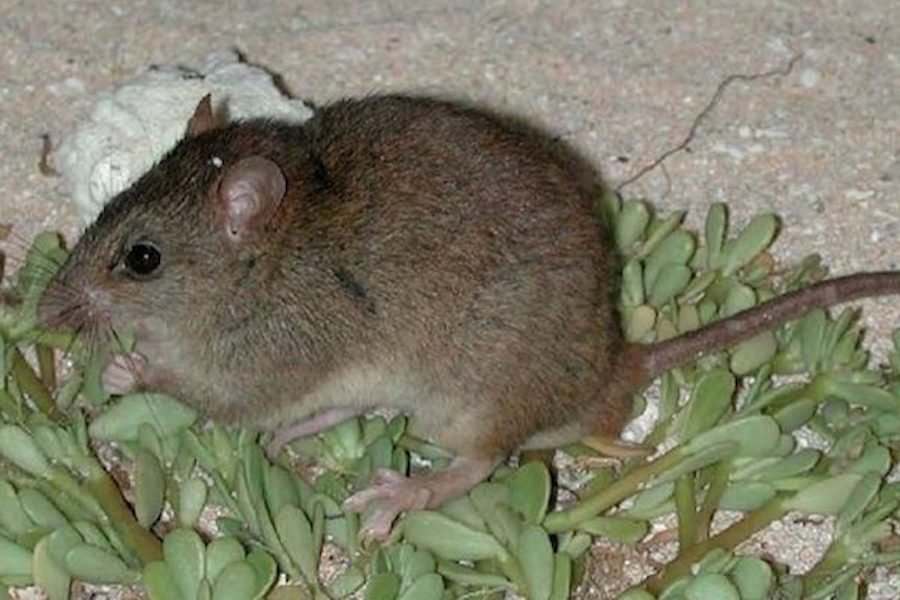 Рифовая крыса стала первым млекопитающим, вымершим из-за глобального потепления
