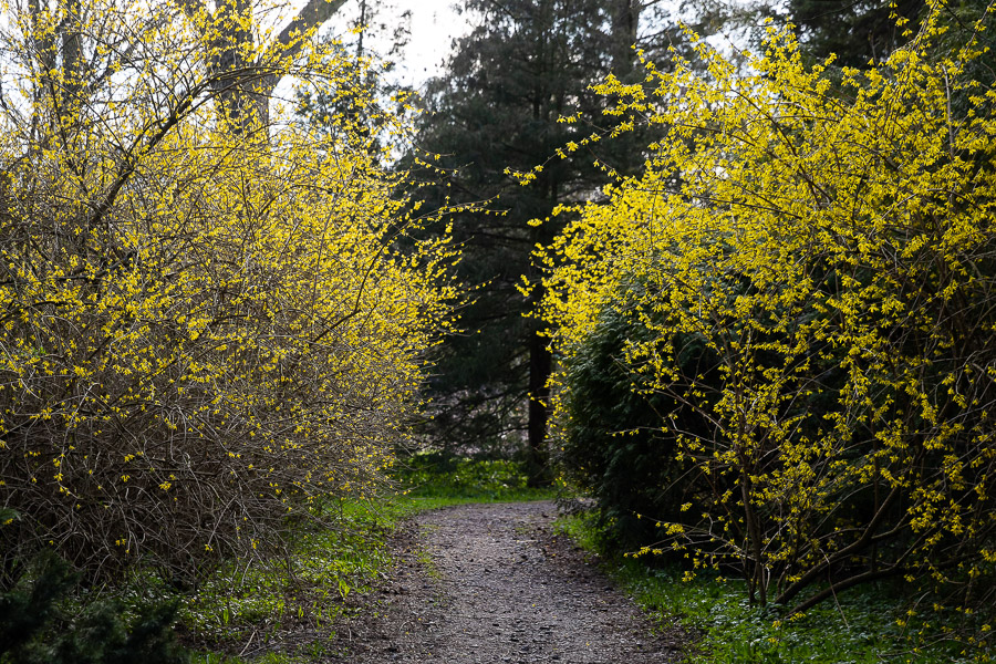 Весна в городе: посмотрите, как зацвёл Ботанический сад (фото)
