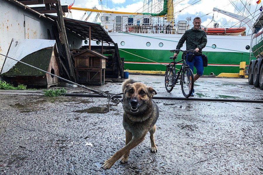 «Александр фон Гумбольдт II»: в Калининграде ошвартовался немецкий барк (фото)