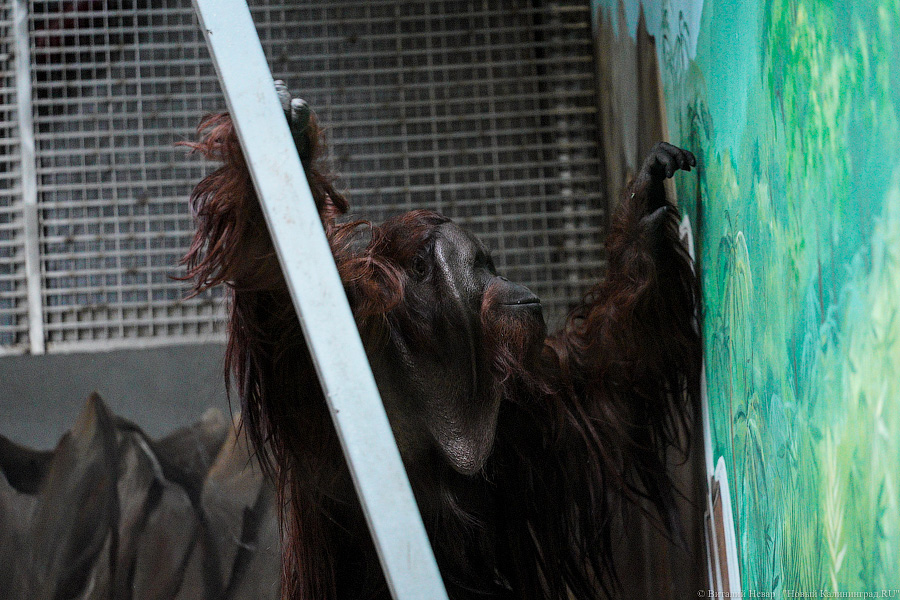 Принц Датский: как орангутан Антон обустроился в Калининградском зоопарке (фото)