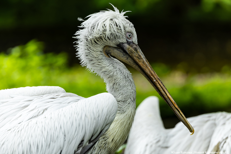 Вольные птицы: в зоопарке Калининграда пернатых выпустили в водоемы (фото)
