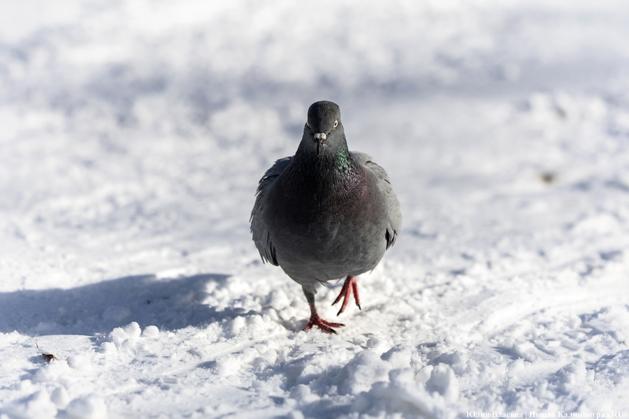 Горвласти: зимняя уборка улиц Московского района будет проходить оперативнее