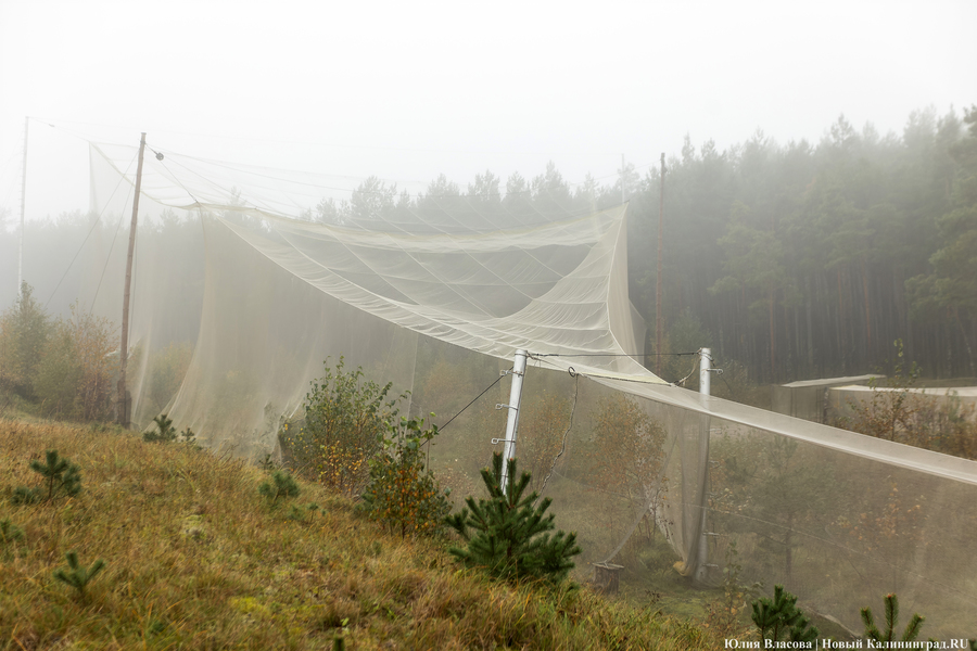 Туманность Куршской косы: как ловят и кольцуют птиц на «Фрингилле» (фото) 