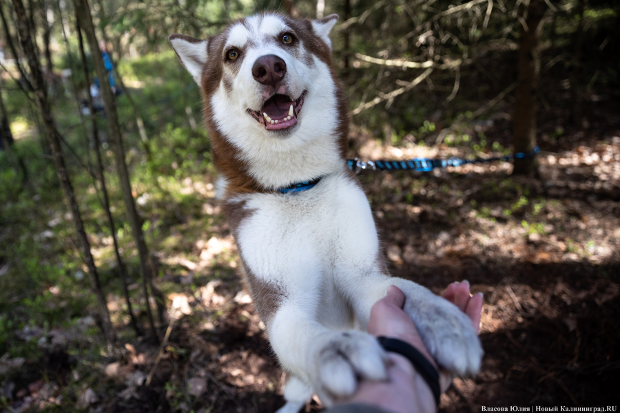 Совсем не Джек Лондон: как калининградцы с питомцами соревновались в ездовом спорте (фото)