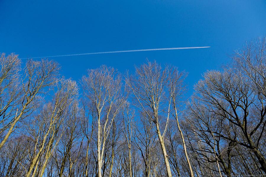Пеньки в Холмогоровке: кто вырубает лесопарк под Калининградом