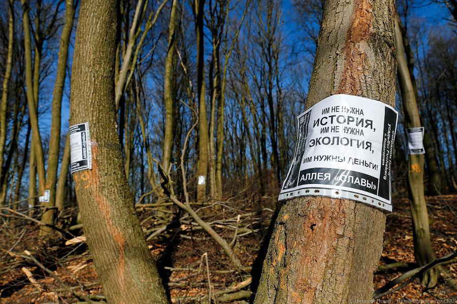 Пеньки в Холмогоровке: кто вырубает лесопарк под Калининградом