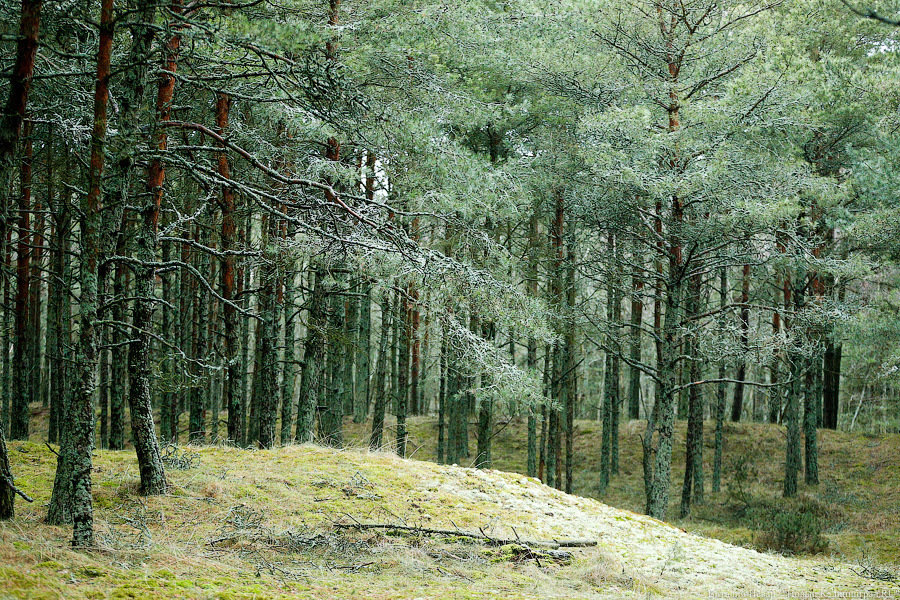 В зеленоградском лесу заблудился турист из Хакасии